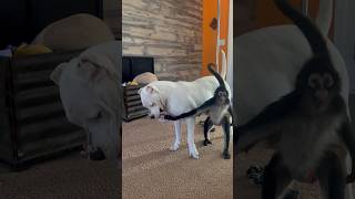 Spider monkey vs Dogo Argentino tug of war 🍩 dog monkey animals family play funny [upl. by Nymzaj]