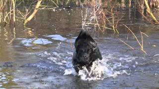 Cocker Spaniel Gundog  Whaupley Sharp Image [upl. by Llatsyrk]