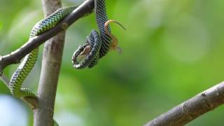 Paradise tree snake Chrysopelea paradisi [upl. by Ahsinrat240]