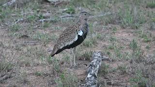 The call of the redcrested korhaan [upl. by Yerffeg339]