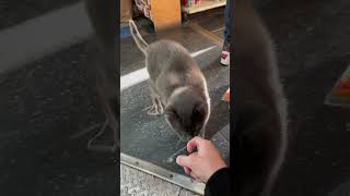 Bodega cat of Brooklyn Ny [upl. by Rosita]