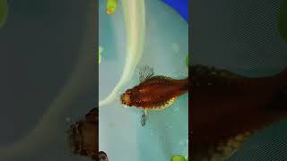 My guppy Betta fish breeding setup 10k views for revealing full setup and setup video [upl. by Acirret612]