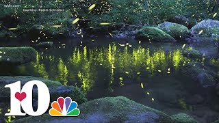 Synchronous fireflies event returns to the Great Smoky Mountains National Park in early June [upl. by Lani393]