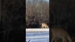 Whitetail Deer Feeding During November 2020 hunting whitetaildeer hunt shorts [upl. by Eiramanin430]