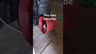 playing playful kuting cute cutecat cutekitty kitten viralshort share [upl. by Ibrab911]