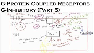 Receptors And Intracellular Signaling  GInhibitory Lecture 5  Pharmacology Lectures [upl. by Bever]