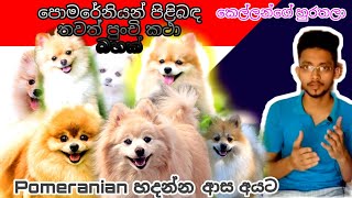 Pomeranian පිළිබද තවත් පුංචි කතාබහක්  pomeranian dog sinhala  Pomeranian dog [upl. by Cesar]