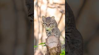 photography photooftheday lightroom edit canon animalphotography animals baby zoo nture [upl. by Herrera]