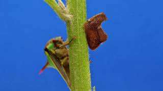 Treehoppers from the Amazon rainforest of Ecuador [upl. by Rodie]