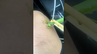 A praying mantis eating my wart interesting [upl. by Eelannej820]