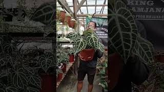 selling all kinds of ornamental plants [upl. by Damian]