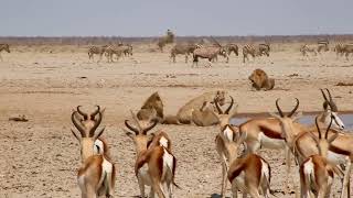 Waterhole Action at Etosha Namibia [upl. by Anovad]