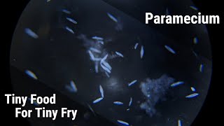 How To Culture Paramecium For Fish Fry Reliable Infusoria [upl. by Brian]