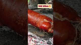 Malaking Lechon Baboy🔥🔥🔥105 kilos live weight [upl. by Neumark]