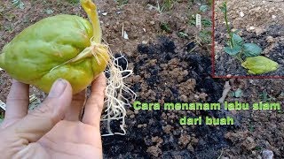 How to grow chayote [upl. by Phyllys]