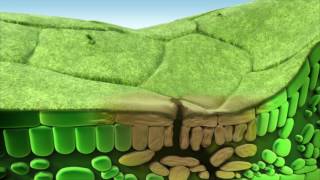 Fungicide Chemistry Mode of Action [upl. by Tiffie]