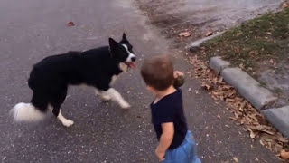 Border Collie and baby playing fetch [upl. by Anthiathia]