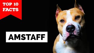 American Staffordshire Terrier  Top 10 Facts Amstaff [upl. by Orelie952]