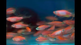 Zebrafish  Aiding scientific breakthroughs in cell regeneration  Victor Chang Cardiac Research [upl. by Eenoj622]