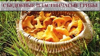 Съедобные пластинчатые грибы Съедобные грибы фото и названия [upl. by Siuqram]