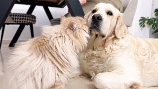 Funny Cat Demands Attention from Dogs [upl. by Eibbil]