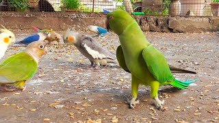 Parrot Talking Video [upl. by Heather603]