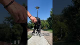 L’importanza della propriocezione nel cucciolo dog cane youtube cani youtubeshorts puppy [upl. by Norling501]