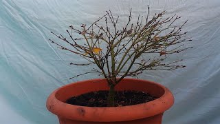 Maintenance Pruning for a Little Princess Kiyohime Maple Bonsai [upl. by Flagler]