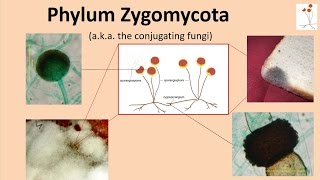 Zygomycota [upl. by Ilrac192]