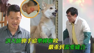 一家人生活要看狗狗臉色，訓犬師為了訓練，將手伸給狗咬，過程非常坎坷 [upl. by Asta750]