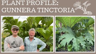 How to grow Gunnera Tinctoria a plant profile of this giant of the garden [upl. by Rogerg]