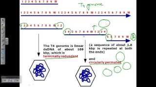 Genome structure of T4 phage [upl. by Shaff]