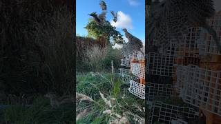 Releasing pheasants into the pen more info to come in a video soon keep an eye out gameshooting [upl. by Joelly]