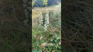 Are you a flower …youtubeshorts flower fairycore cottagecore gardening [upl. by Letnohs]