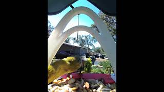 Pine warbler with many stop offs today birdparade birds [upl. by Gyatt68]