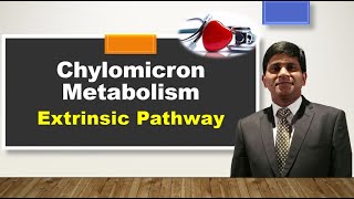 Chylomicron metabolism Lipoprotein metabolism  Exogenous pathway of lipid transport [upl. by Ennaear584]