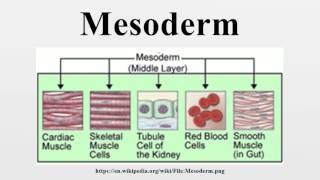 Mesoderm [upl. by Siana585]