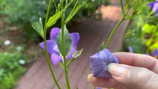 Balloon Flower Plant Profile [upl. by Deloria171]