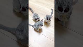 cutespets cuteanimal cutepets101 funny foryou cutepet [upl. by Etnoval]