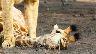 Lioness Takes Down Baby Giraffe [upl. by Emilio]