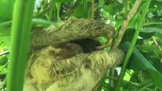 Mother baby 3toed sloth reunite [upl. by Giffy131]