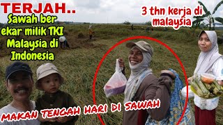 TERJAH❗️SAWAH BER EKAR MILIK TKI MALAYSIA 🇲🇾 DI INDONESIA 🇲🇨 [upl. by Raddatz900]