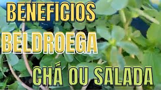 Beneficios da Beldroega para saúde [upl. by Tolmach]