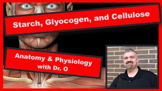 Starch Glycogen and Cellulose Polysaccharides Anatomy and Physiology [upl. by Arliene]