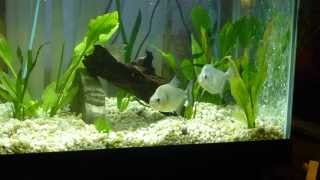 Tanking Two Black Diamond Piranhas in a 125 gallon tank [upl. by Louise]