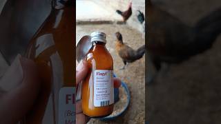 Metronidazole for Chickens and other Poultry Birds  Flagyl for Chickens  Very Well Medicine [upl. by Narad]