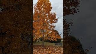 Warkworth  Majestic tulip tree showing its brilliant colours tatamoc15secondsinnature [upl. by Madlin]