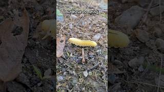 Elm Sawfly Nate found this caterpillar just off the path while camping [upl. by Hteazile]