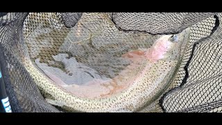 San Juan River Texas Hole Jan 2024 evening nymphing and dry fly fishing [upl. by Japheth]