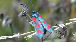 Sechsfleck Widderchen Zygaena filipendulae [upl. by Letch220]